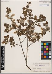 Foto von Salix aurita L.
